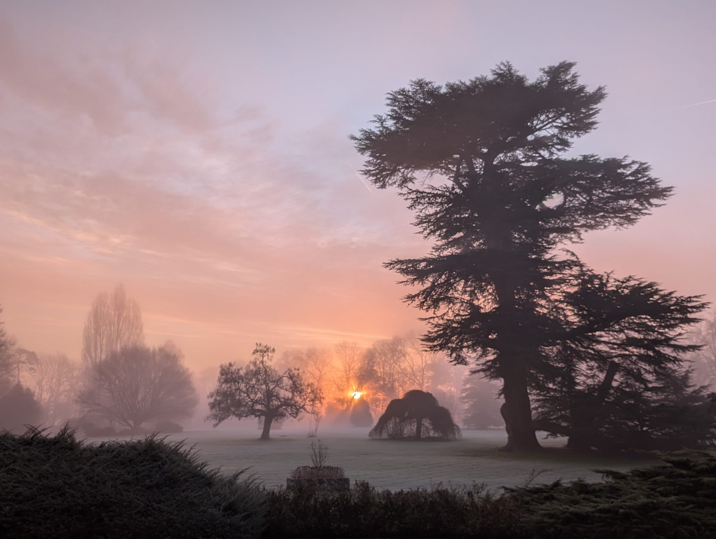 Le cèdre du parc à l'aube, dans la brume matinale